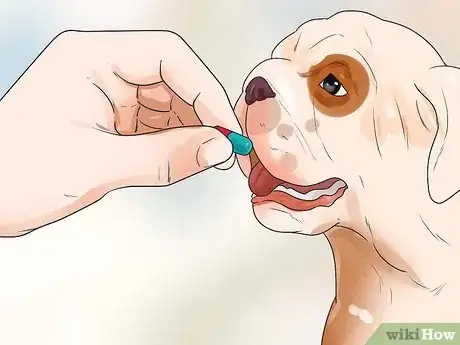 Image titled Help Dogs with Joint Problems and Stiffness Step 14