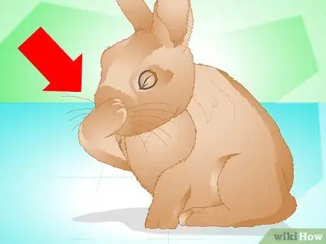 Image titled Determine if Your Rabbit Is Sick Step 4
