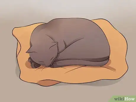 Image titled Help Your Depressed Cat Step 10