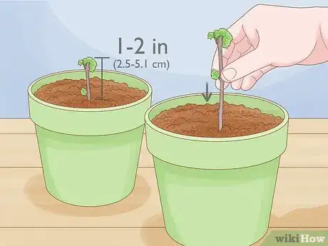 Image titled Grow Grape Vine Cuttings Step 9