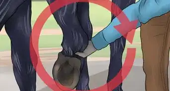 Pick a Horse Hoof