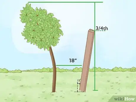 Image titled Straighten a Tree Step 1