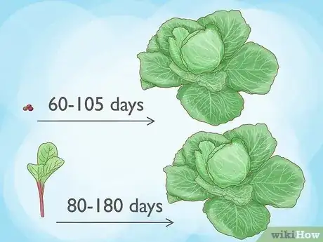 Image titled Plant Cabbage Step 13