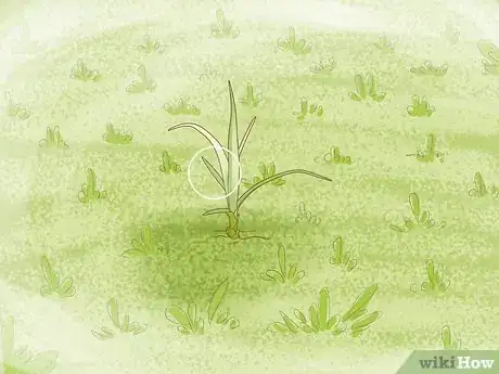 Image titled Get Rid of Nutgrass Step 17