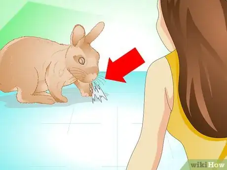 Image titled Determine if Your Rabbit Is Sick Step 6
