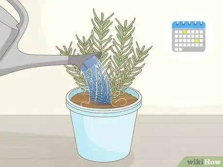 Image titled Grow Rosemary Indoors Step 12