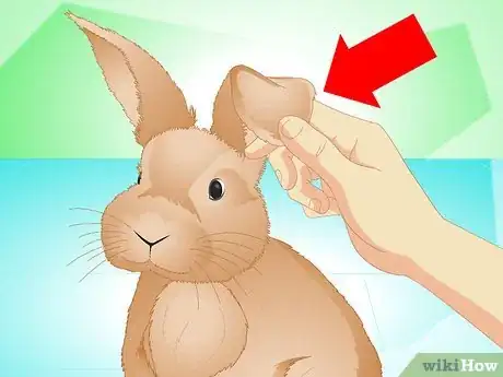 Image titled Determine if Your Rabbit Is Sick Step 7
