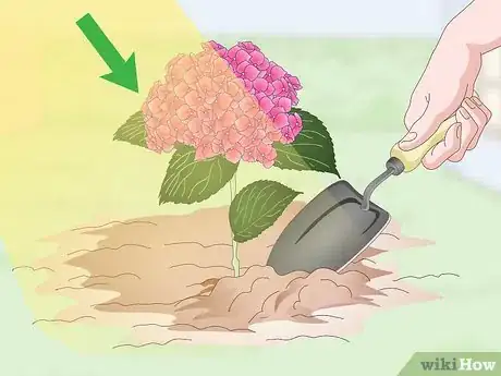 Image titled Keep Hydrangeas Alive Step 8