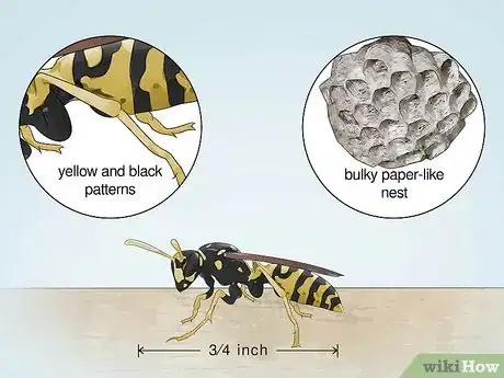 Image titled Identify Wasps Step 2