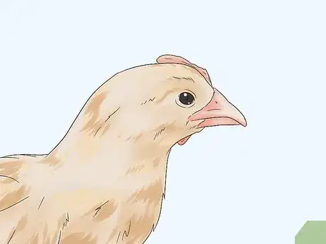 Image titled Determine the Sex of a Chicken Step 6