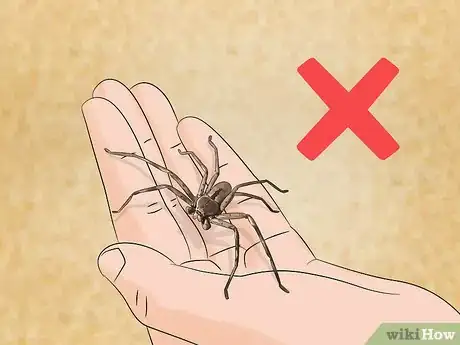 Image titled Take Care of a Huntsman Spider Step 9