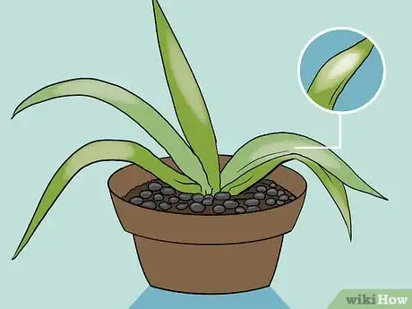 Image titled Revive a Dying Aloe Vera Plant Step 9