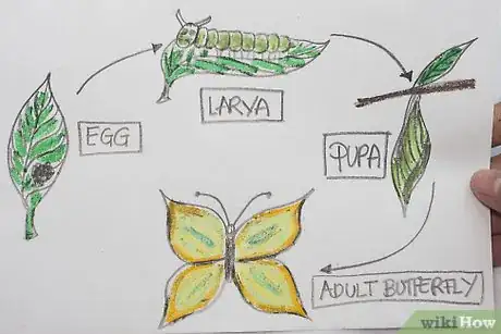 Image titled Make a Drawing That Shows Parts of a Butterfly's Life Cycle Step 5