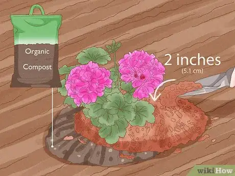 Image titled Grow Geraniums Step 9