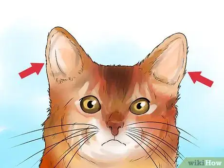 Image titled Identify a Somali Cat Step 5