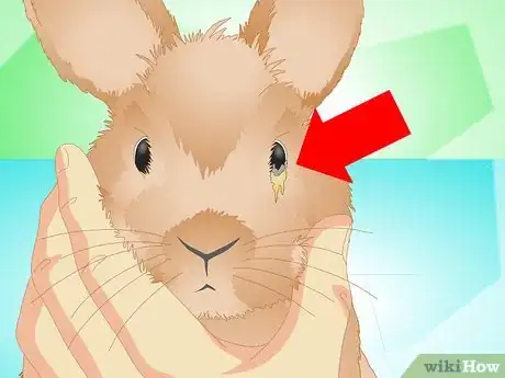Image titled Determine if Your Rabbit Is Sick Step 9