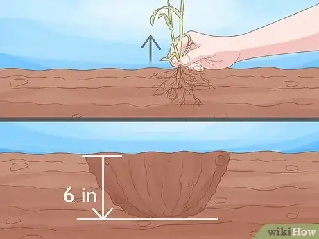 Image titled Grow Monkey Grass from Seed Step 8