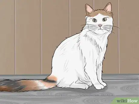 Image titled Identify a Turkish Van Step 1