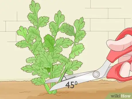 Image titled Grow Parsley from Cuttings Step 3