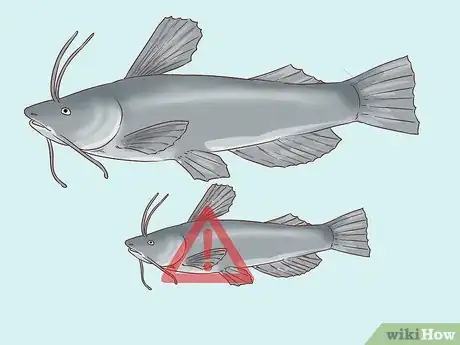 Image titled Hold a Catfish Step 8