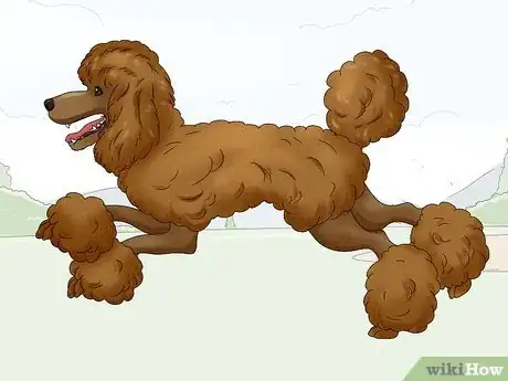 Image titled Identify a Poodle Step 10