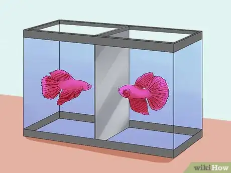 Image titled Help a Betta Fish Live Longer Step 21