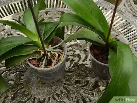 Image titled Repot an Orchid Intro