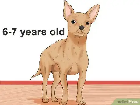 Image titled Diagnose a Collapsing Trachea in Chihuahuas Step 11