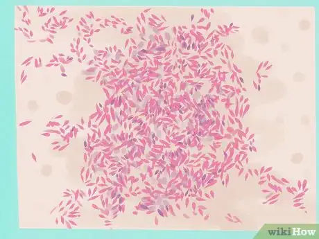 Image titled Gram Stain Step 17