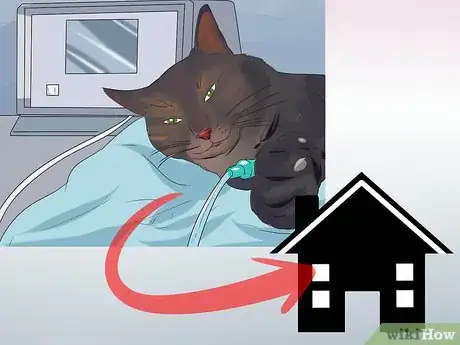 Image titled Treat Feline Cancer Step 13