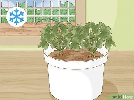 Image titled Grow Strawberries in a Pot Step 13