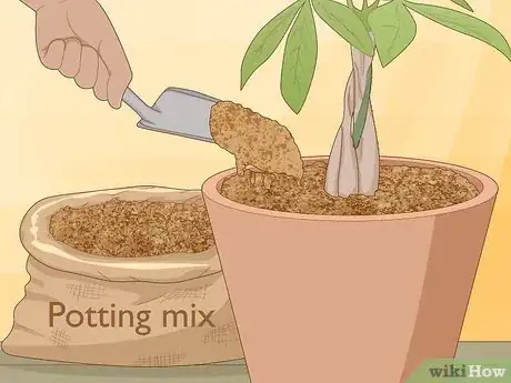 Image titled Plant Money Trees Step 15