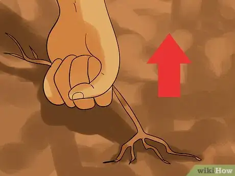 Image titled Remove a Privet Hedge Step 1