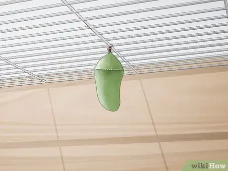 Image titled Hang a Monarch Chrysalis Step 7