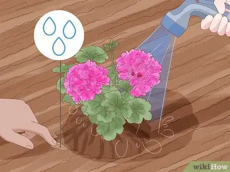 Image titled Grow Geraniums Step 8