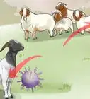 Treat Mastitis in a Goat