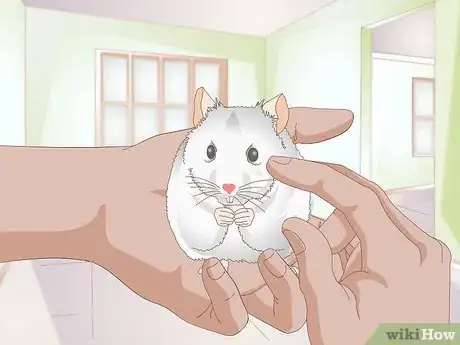 Image titled Diagnose Hamster Dental Problems Step 6