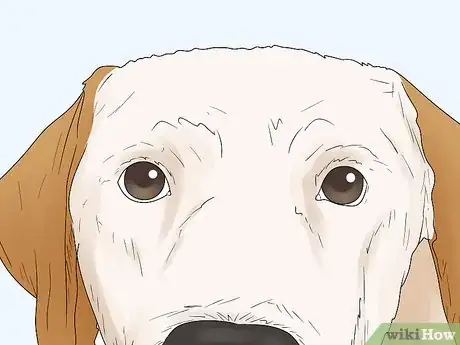 Image titled Identify a Labrador Retriever Step 4