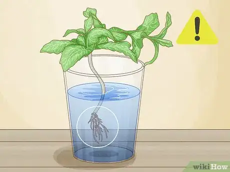 Image titled Grow Mint from Cuttings Step 10