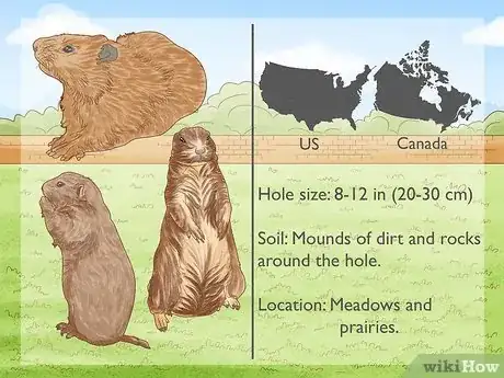 Image titled How Do You Identify Burrowing Animal Holes Step 6