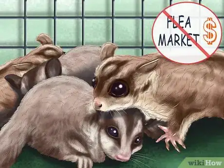 Image titled Pick a Healthy Sugar Glider Step 9