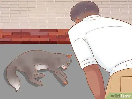 Image titled Get Help for a Cat Hit by a Car Step 1