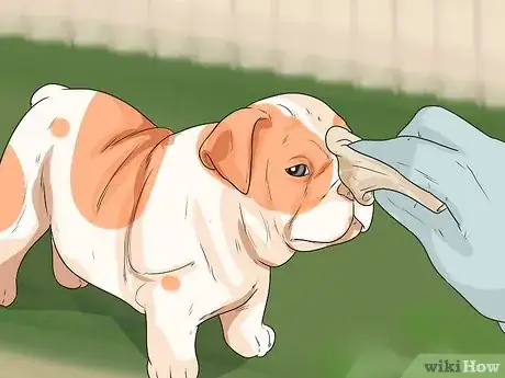 Image titled Care for an English Bulldog Step 2