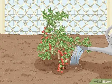 Image titled Grow Goji Berry Plants Step 5