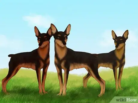 Image titled Identify a Miniature Pinscher Step 7