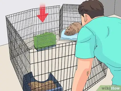 Image titled Care for a Rabbit Step 8