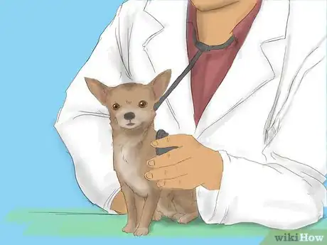 Image titled Care for a Pregnant Chihuahua Step 1