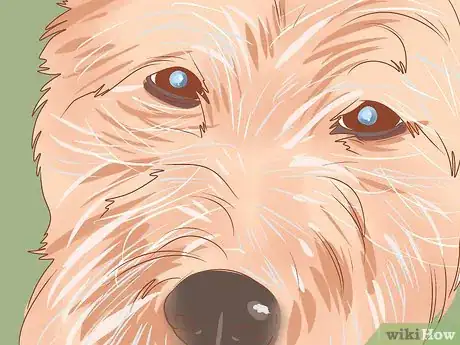 Image titled Take Care of a West Highland White Terrier Step 17