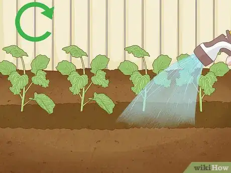 Image titled Grow Broccoli Step 14