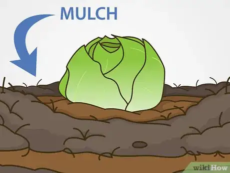 Image titled Grow Iceberg Lettuce Step 15